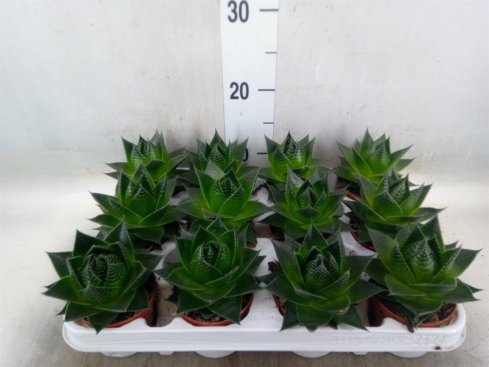 <h4>Aloe aristata 'Cosmo'</h4>