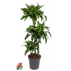 Dracaena fragrans Compacta Grp 'Dorado' (toef)