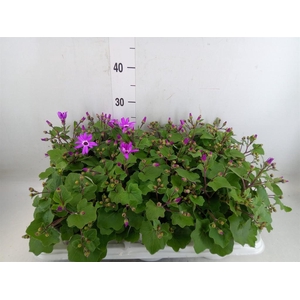 Pericallis cr. 'Senetti Magenta Bi'