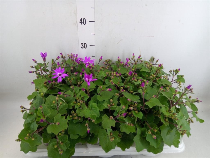 <h4>Pericallis cr. 'Senetti Magenta Bi'</h4>