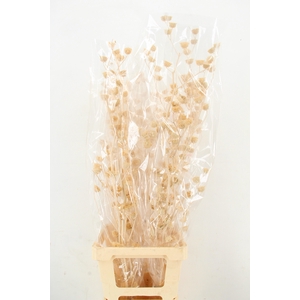 DF Lavatera Bs Bleached 120g