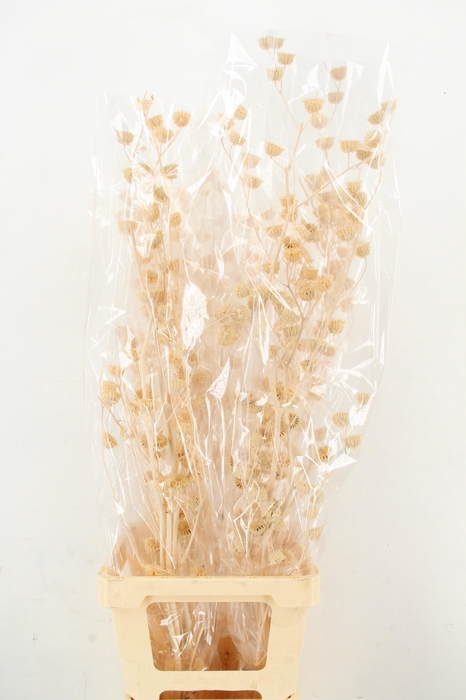 <h4>DF Lavatera Bs Bleached 120g</h4>