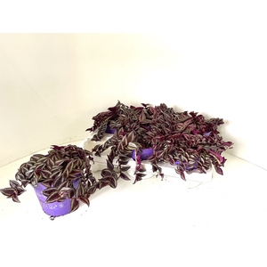 TRAD ZE PURPUSII