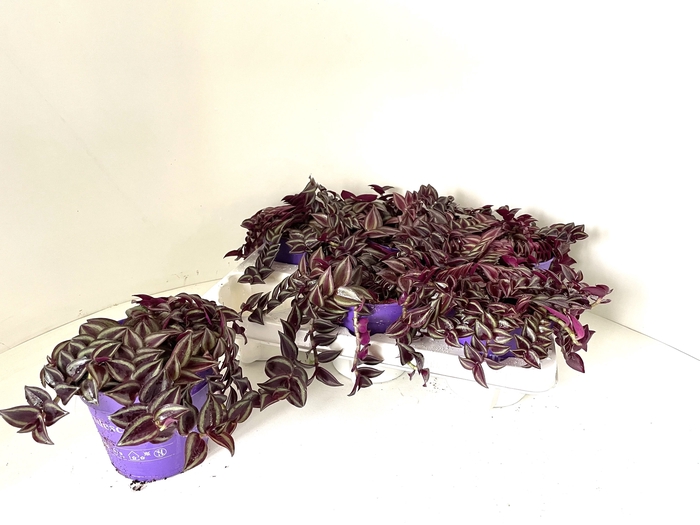 <h4>TRAD ZE PURPUSII</h4>