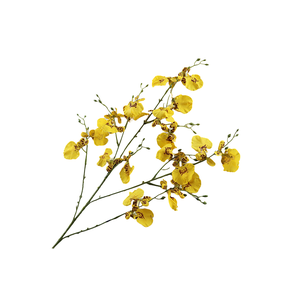 Orchid Oncidium Yellow FL440094YEL