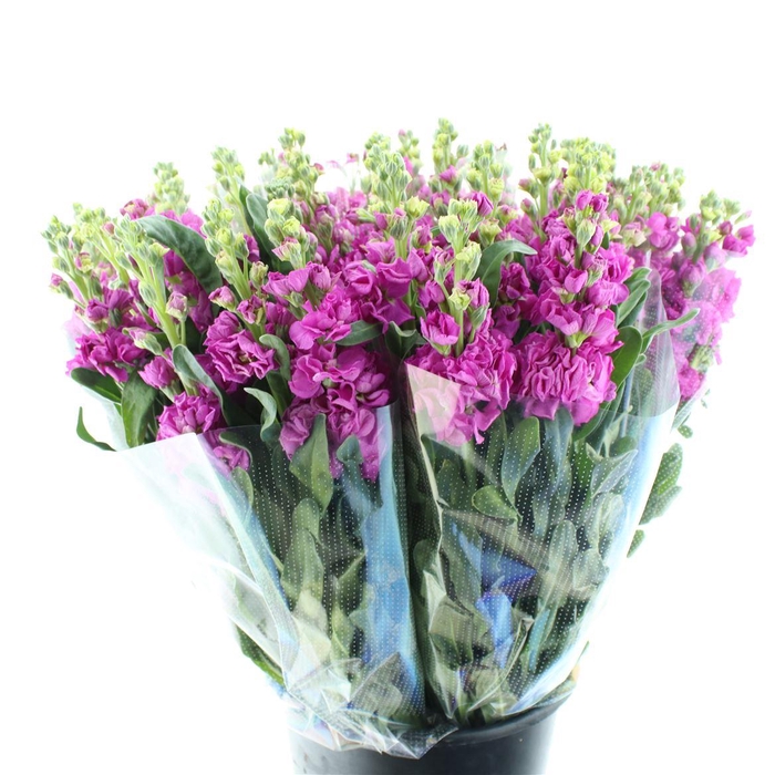 <h4>Matth Incana Iron Deep Pink Super</h4>