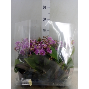 Phalaenopsis multi.   ...rose