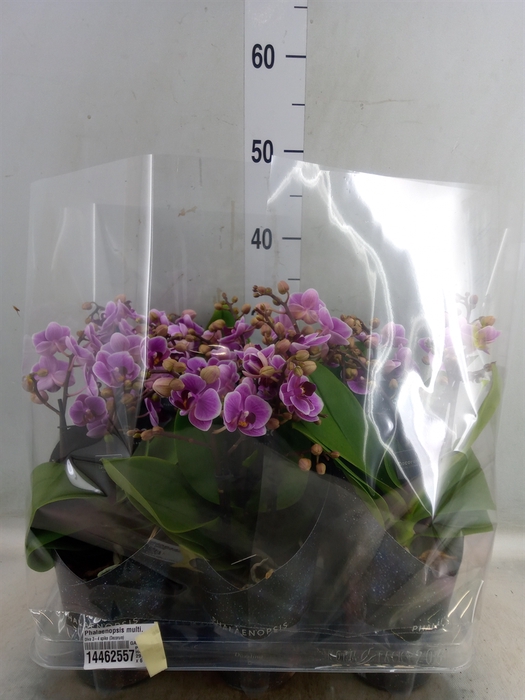 <h4>Phalaenopsis multi.   ...rose</h4>