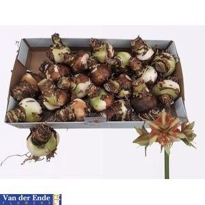 BLOEMBOL HIPPEASTRUM