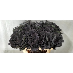 BRASS BLACK LEAF