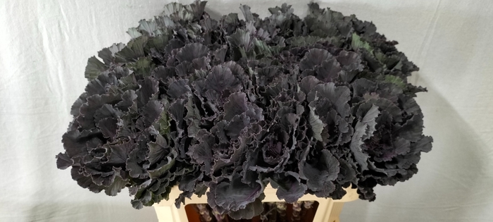<h4>BRASS BLACK LEAF</h4>
