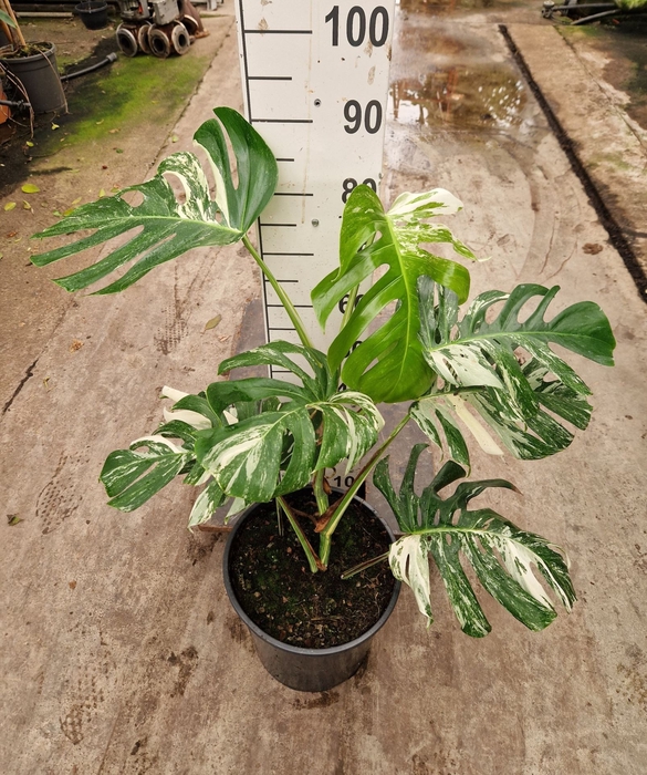 <h4>Monstera Variegata</h4>