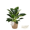 PHILODENDRON ERUBESCENS P11 GREEN PRINC COCOZ