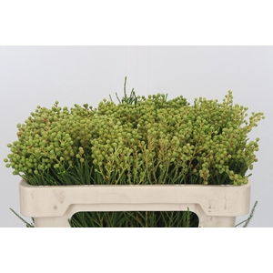 Kaaps Groen Lanug. Green
