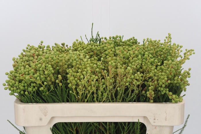 Kaaps Groen Lanug. Green