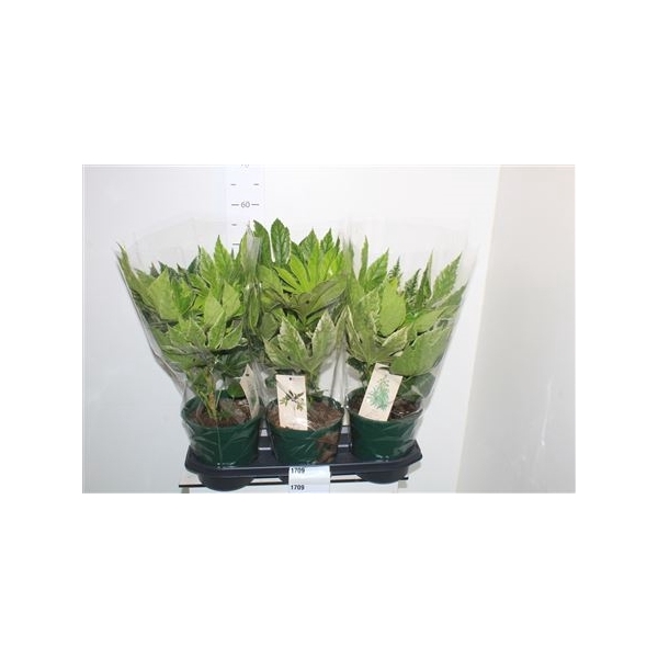 <h4>Fatsia Variegata Bontbladig</h4>