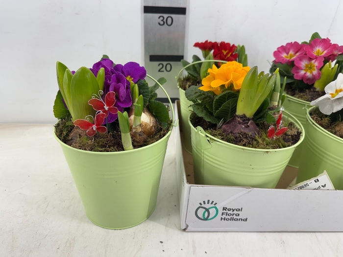 <h4>ARR PL IN SCHAAL</h4>