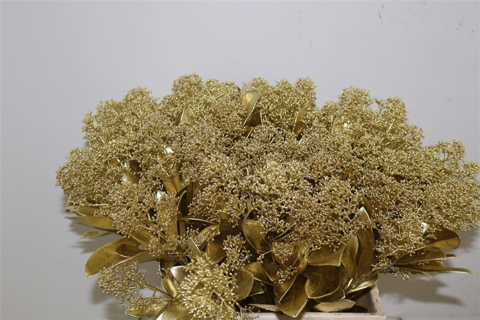 <h4>Skimmia Kb Goud</h4>