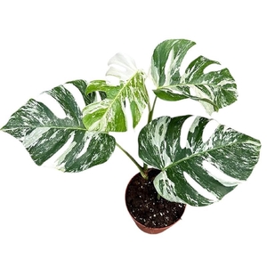 Monstera toef Deliciosa Variegata