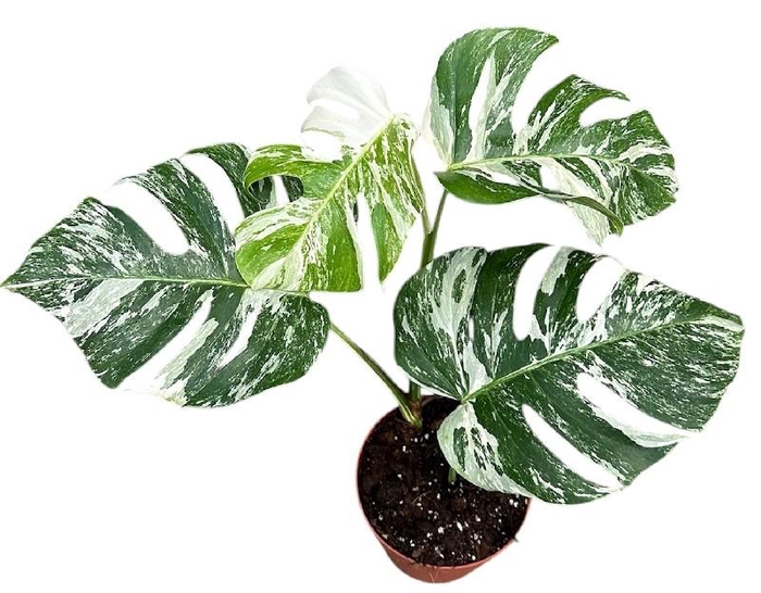 <h4>Monstera toef Deliciosa Variegata</h4>