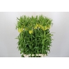 Fritillaria Yellow Beauty