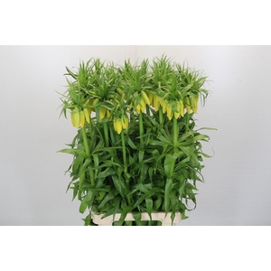 Fritillaria Yellow Beauty