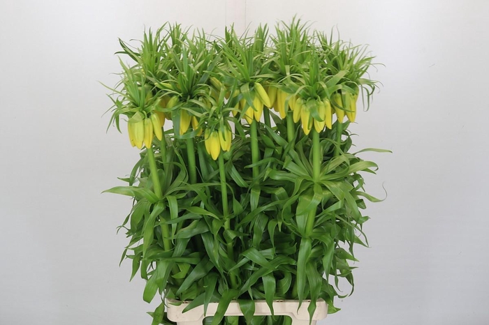 <h4>Fritillaria Yellow Beauty</h4>
