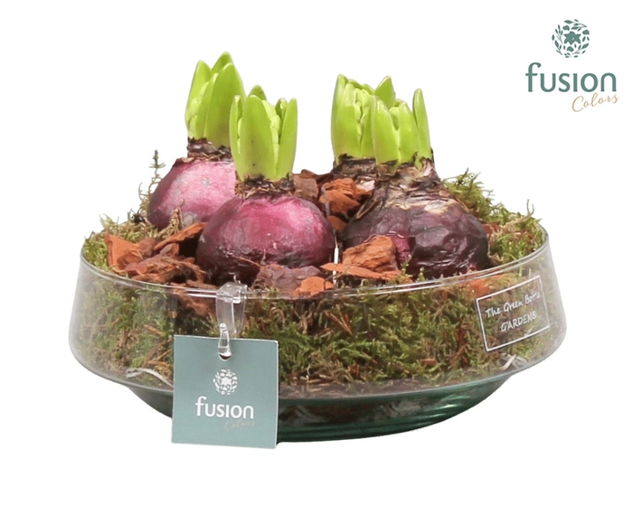 <h4>Green Bottle Iris Medium met Hyacinten</h4>