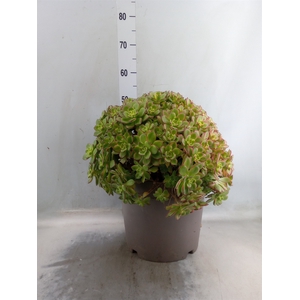 Aeonium   ...