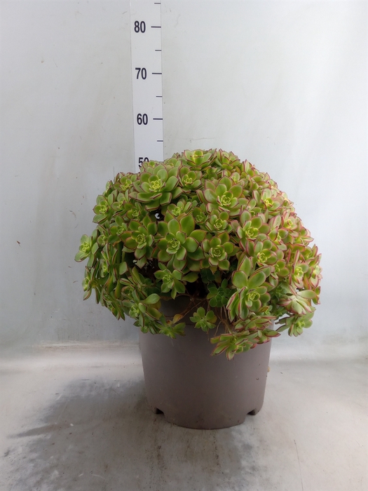 <h4>Aeonium   ...</h4>