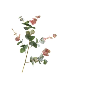 Eucalyptus Cinerea Green Red