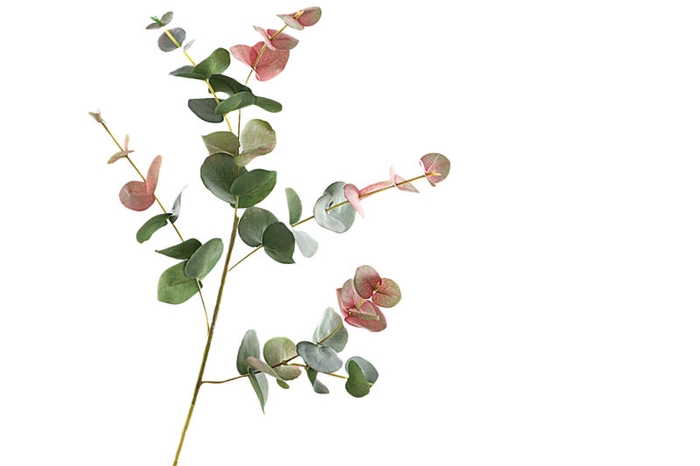 <h4>Eucalyptus Cinerea Green Red</h4>