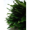 ARALIA LEAVES III
