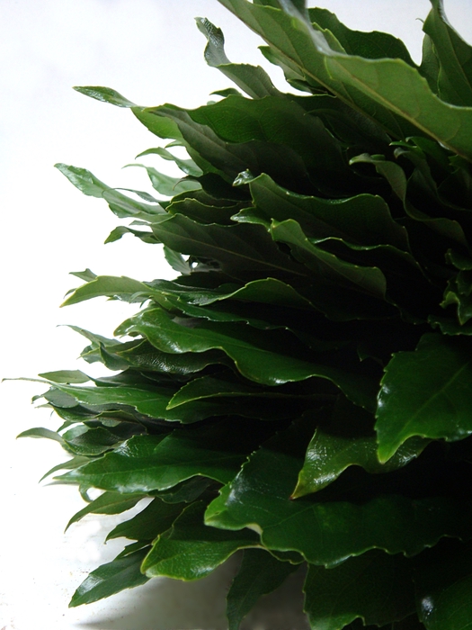 ARALIA LEAVES III