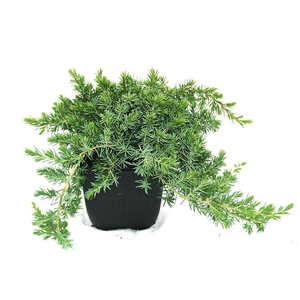 Juniperus conferta Blue Pacific