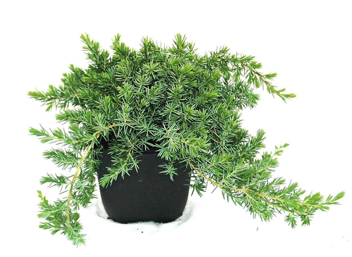 <h4>Juniperus conferta Blue Pacific</h4>