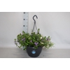 Hangpotten 27 waterreservoir Mix 07 Calibrachoa mix