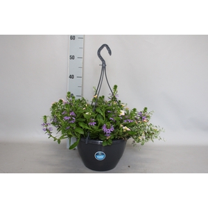 Hangpotten 27 waterreservoir Mix 07 Calibrachoa, Helichrysum, Petunia, Scaevola