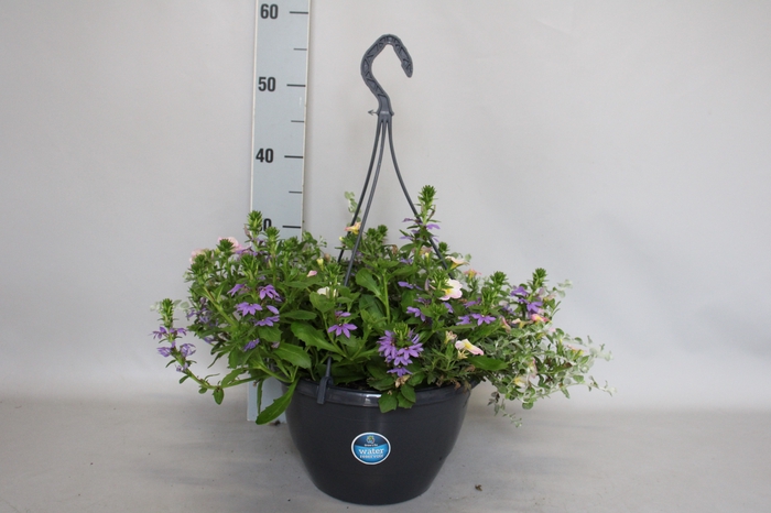 <h4>Hangpotten 27 waterreservoir Mix 07 Calibrachoa, Helichrysum, Petunia, Scaevola</h4>