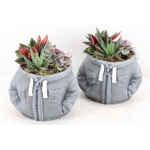 arr3 SN - Hoody grey x4