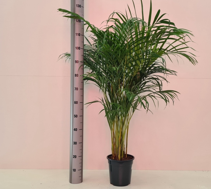 <h4>DYPSIS LUTESCENS</h4>