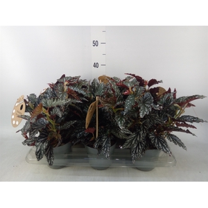 Begonia BD mac. 'Spotlight Dark'