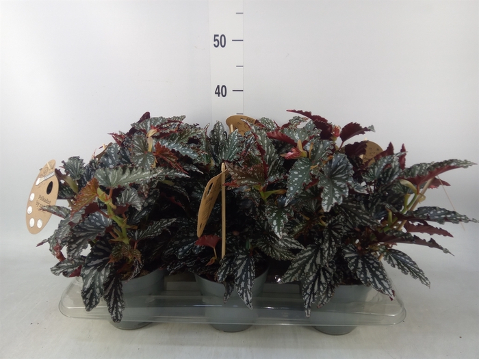 <h4>Begonia BD mac. 'Spotlight Dark'</h4>