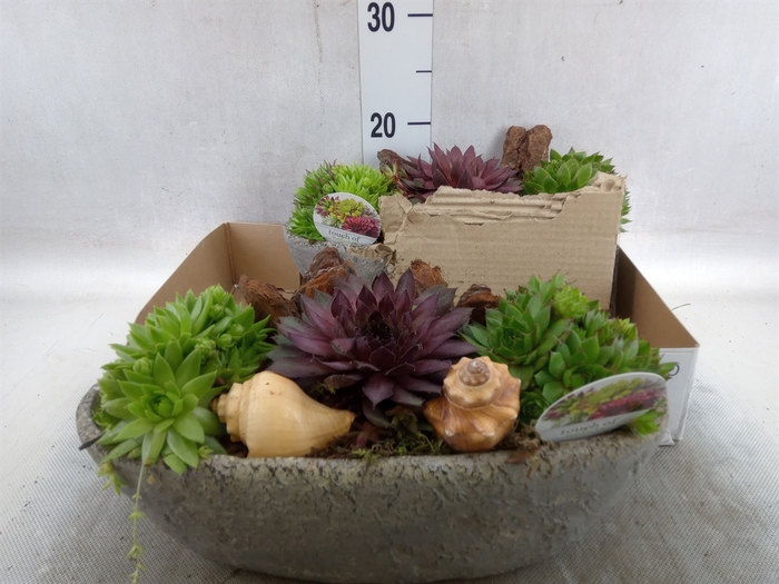 <h4>Arr.  Sempervivum L%</h4>