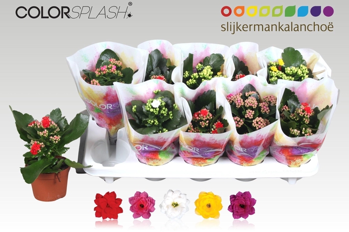 <h4>KAL GE GEM 5 KL</h4>