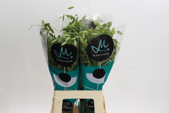 <h4>Chasmanthium Green</h4>