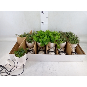 Arr.   Kamerplant Groen L%