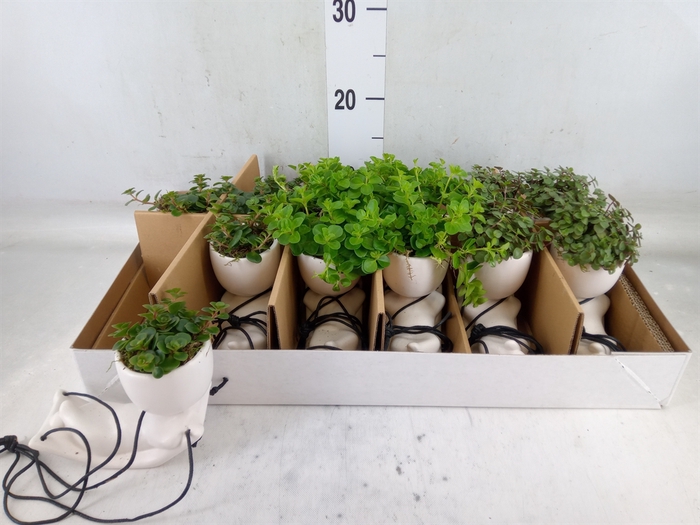 <h4>Arr.   Kamerplant Groen L%</h4>