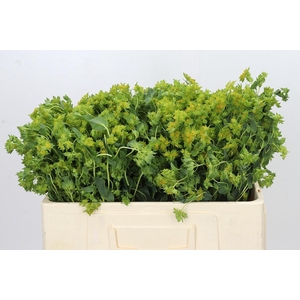 Bupleurum Griffithii