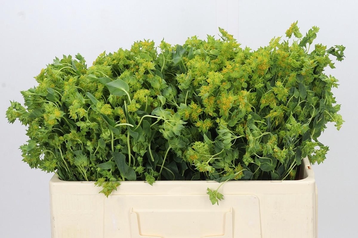 <h4>Bupleurum Griffithii</h4>